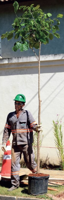 Muda de árvore ao lado de um trabalhador
